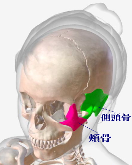 頬骨の張りと構造
