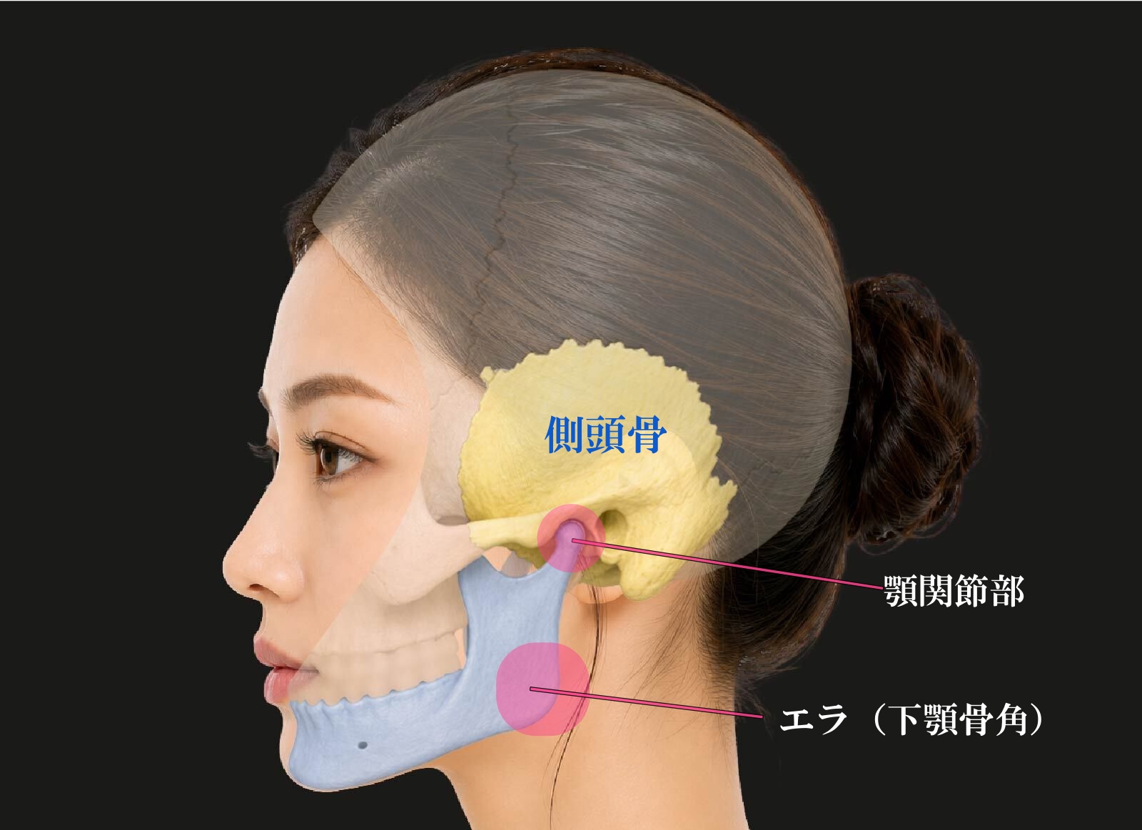 側頭骨部解剖図